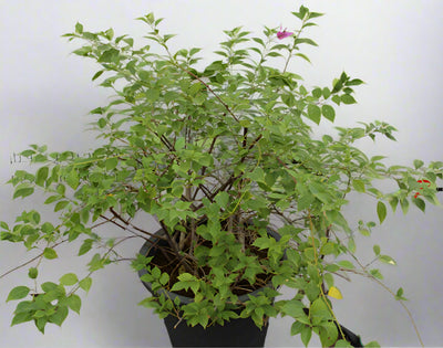 Bougainvillea alexandra image 0