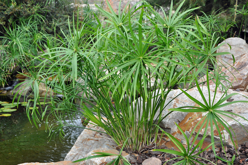 Cyperus alternifolius V10 pots