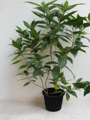 Tabernaemontana D.Flower image 1