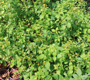 Bougainvillea "yellow" image 0
