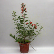 Bougainvillea Glabra "Mix Col" 40-50cm image 0