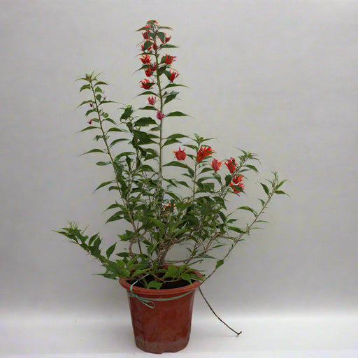Bougainvillea Glabra "Mix Col" 40-50cm image 0