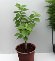 Bougainvillea 'Pink Pixie' 25 - 30cm Ht, 1PP in 10cm Pot image 0
