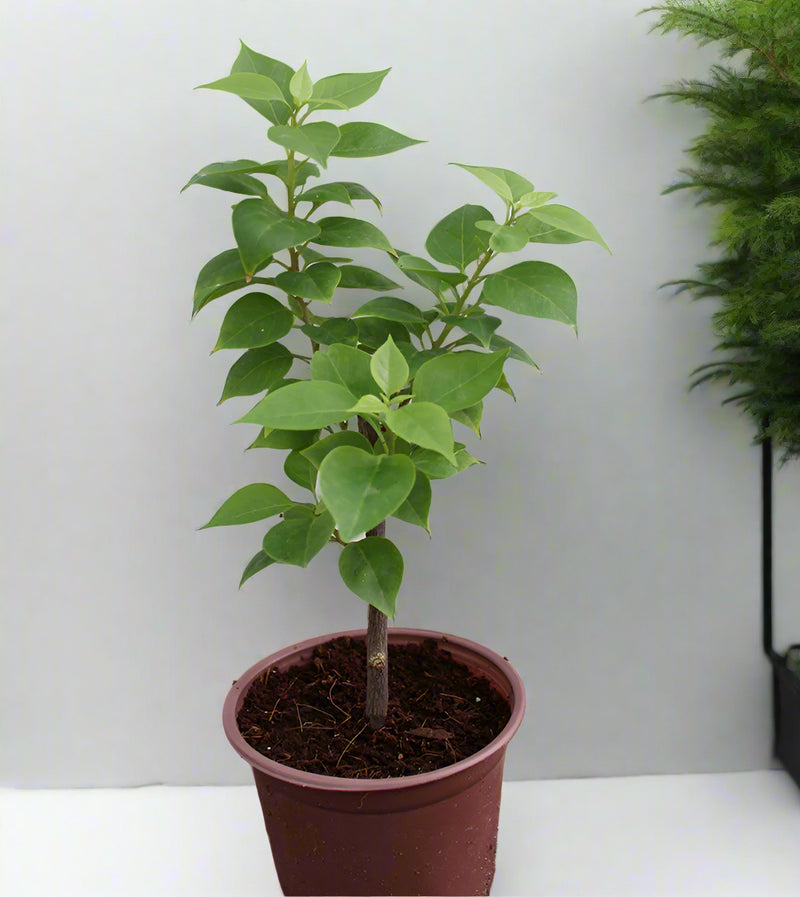 Bougainvillea 'Pink Pixie' 25 - 30cm Ht, 1PP in 10cm Pot image 0