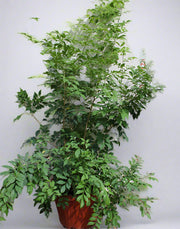 Murraya paniculata image 1