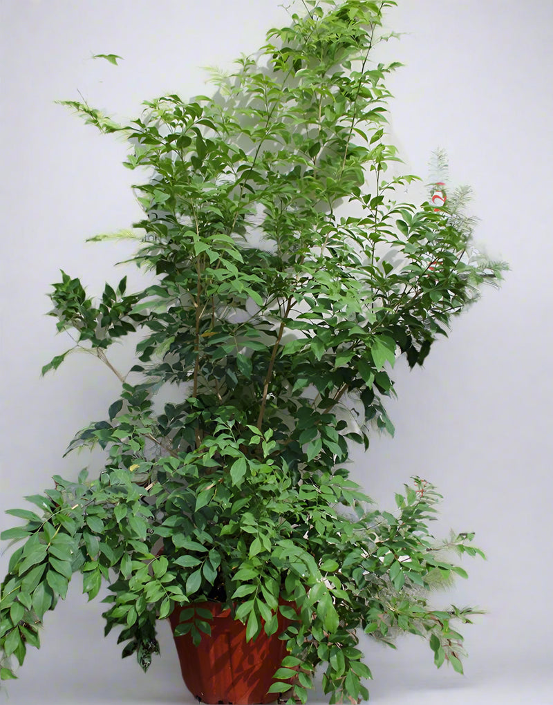 Murraya paniculata image 1