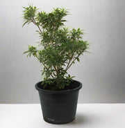tabernaemontana chinensis 4pp image 1