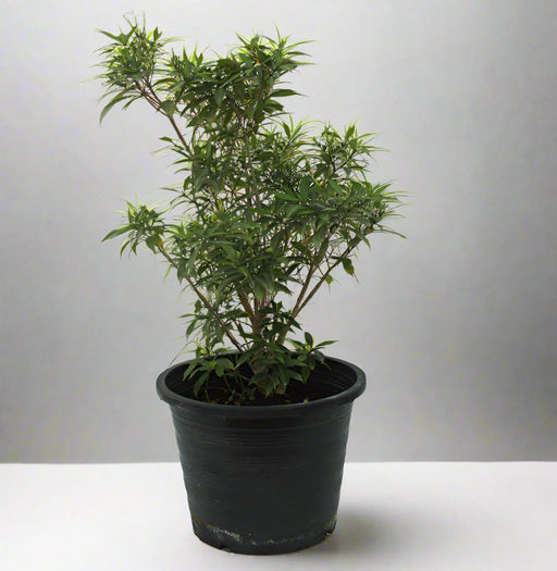 tabernaemontana chinensis 4pp image 1
