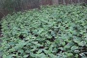 Asystasia gangatica image 1