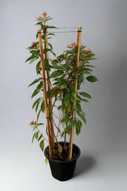 Hamelia patens image 3