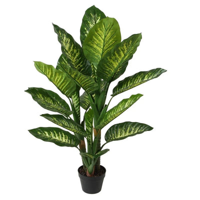 Potted green plant with large leaves on a white background