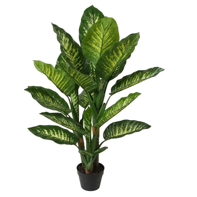 Potted green plant with large leaves on a white background