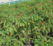 Hamelia patens image 1