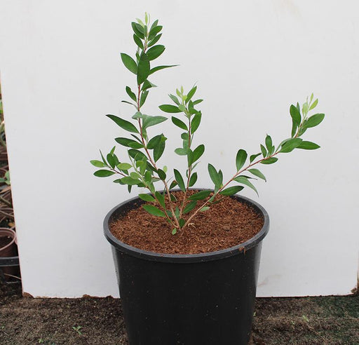 Myrtus communis image 0