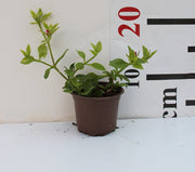 Aptenia cordifolia image 0