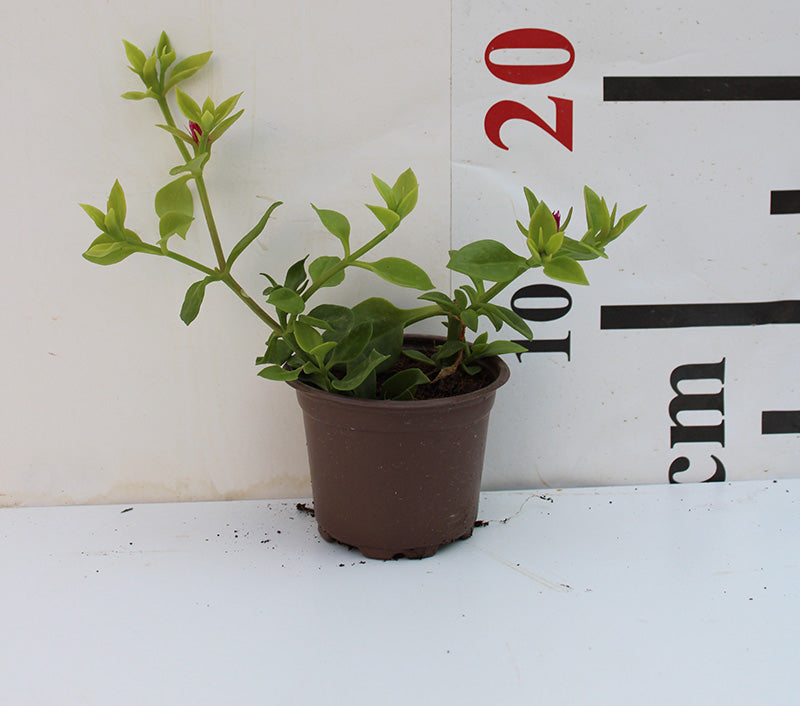 Aptenia cordifolia image 0