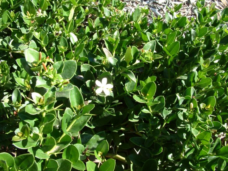 Carissa Grandiflora