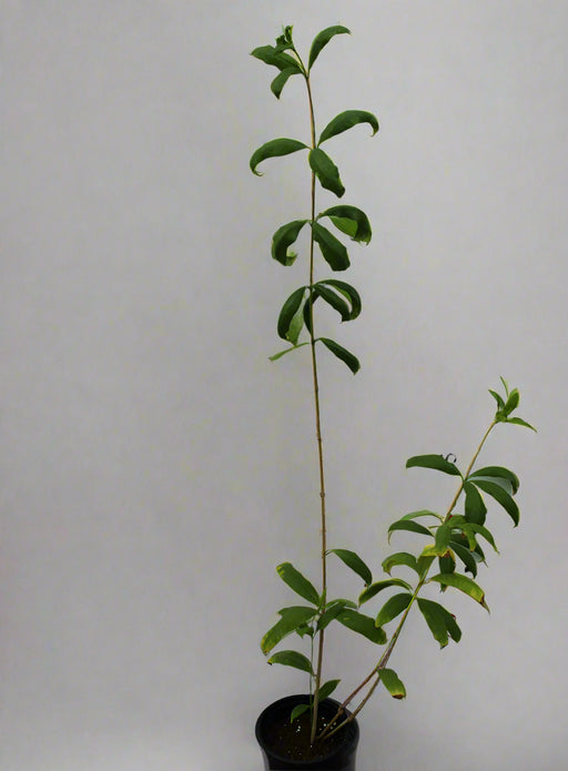 Allamanda catharitica 20-30cm image 0