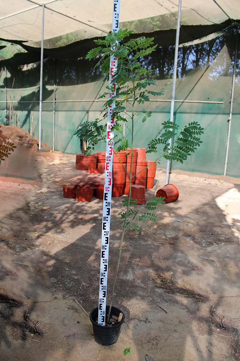 Cassia glauca image 4