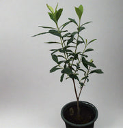 Ixora Coccinea "Red" image 1