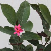 Jatropha pandurifolia image 2