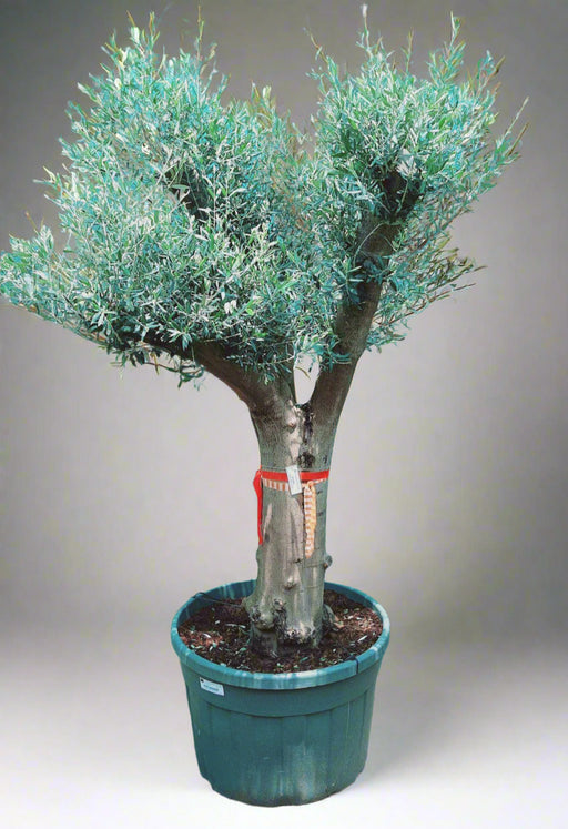 Olea Europaea Branched image 0