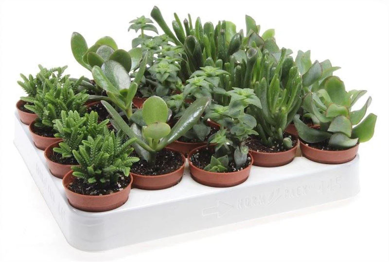 Crassula mix-Single pcs