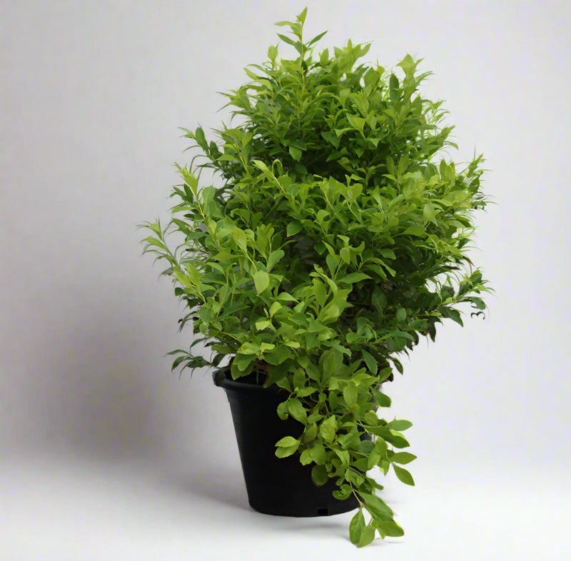 Duranta (Repens Golden) image 0