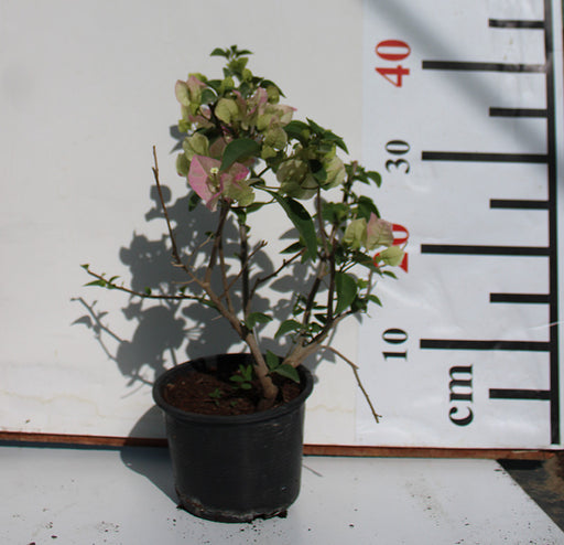 Bougainvillea 'Coco Ice' 40-50cm image 0