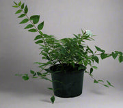 Jasminum Nitidum 40-50cm image 0