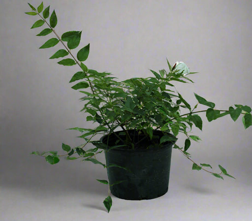 Jasminum Nitidum 40-50cm image 0