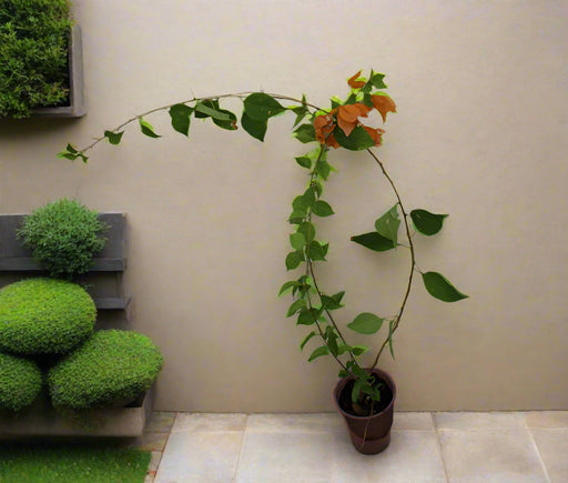 Bougainvillea Orange 20-25cm image 0