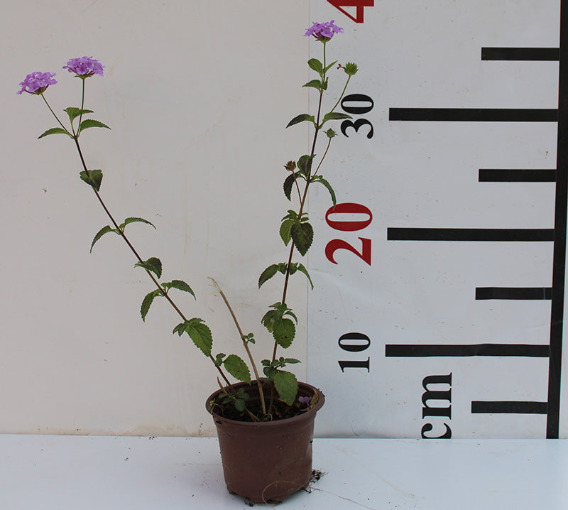 Lantana montevidensis image 1