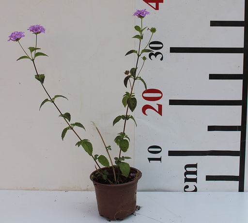 Lantana montevidensis image 1