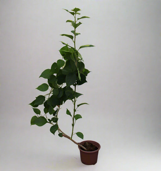 Bougainvillea Spectabilis"Red" image 0