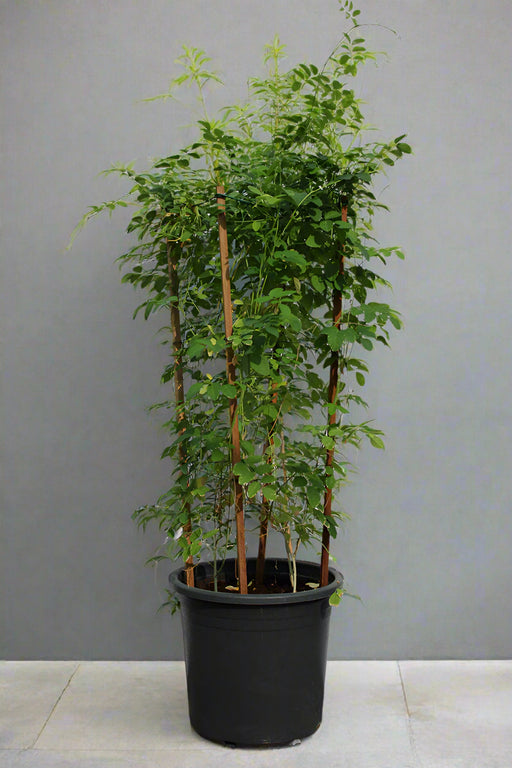 Clitoria Ternatea 80-100cm image 0