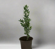 Leucophyllum 'Green Cloud' 15-20cm image 0