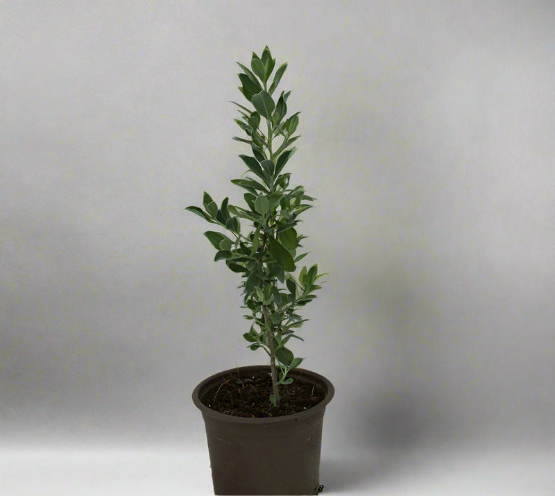 Leucophyllum 'Green Cloud' 15-20cm image 0