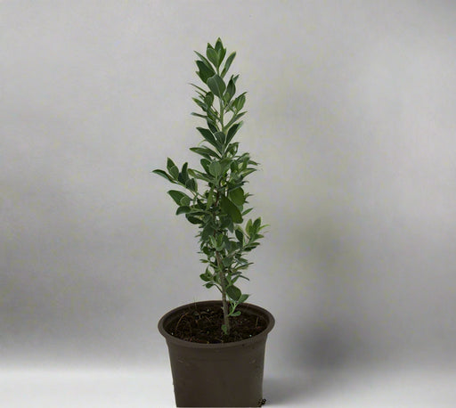 Leucophyllum 'Green Cloud' 15-20cm image 0