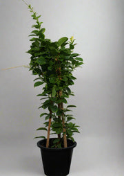 Mandevilla "Yellow" image 0