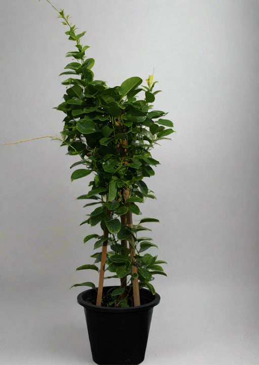 Mandevilla "Yellow" image 0