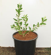 Myrtus communis image 1