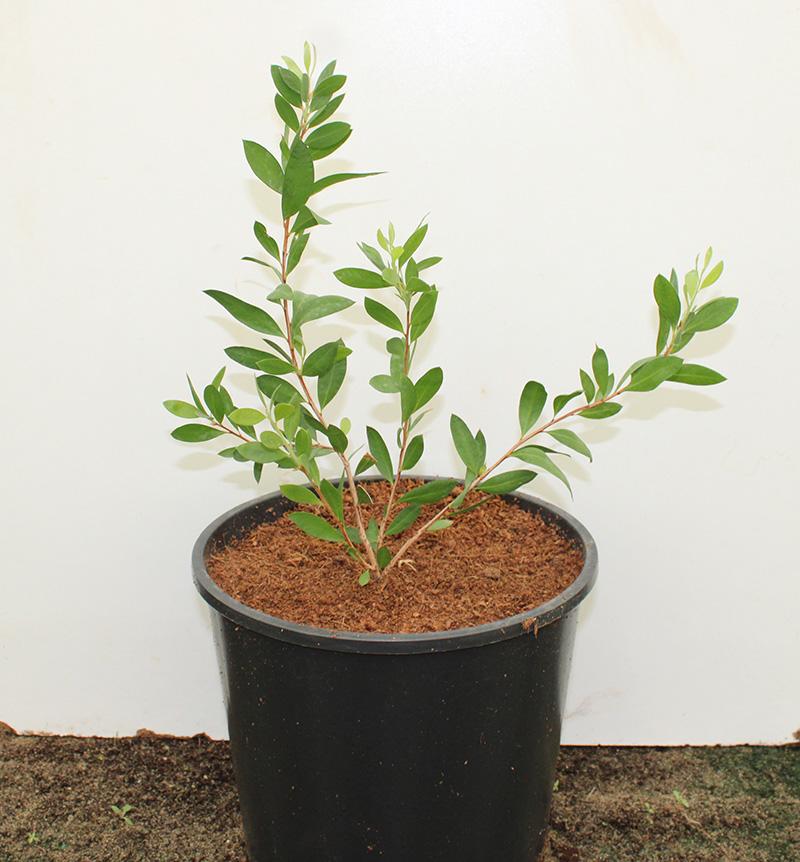 Myrtus communis image 1