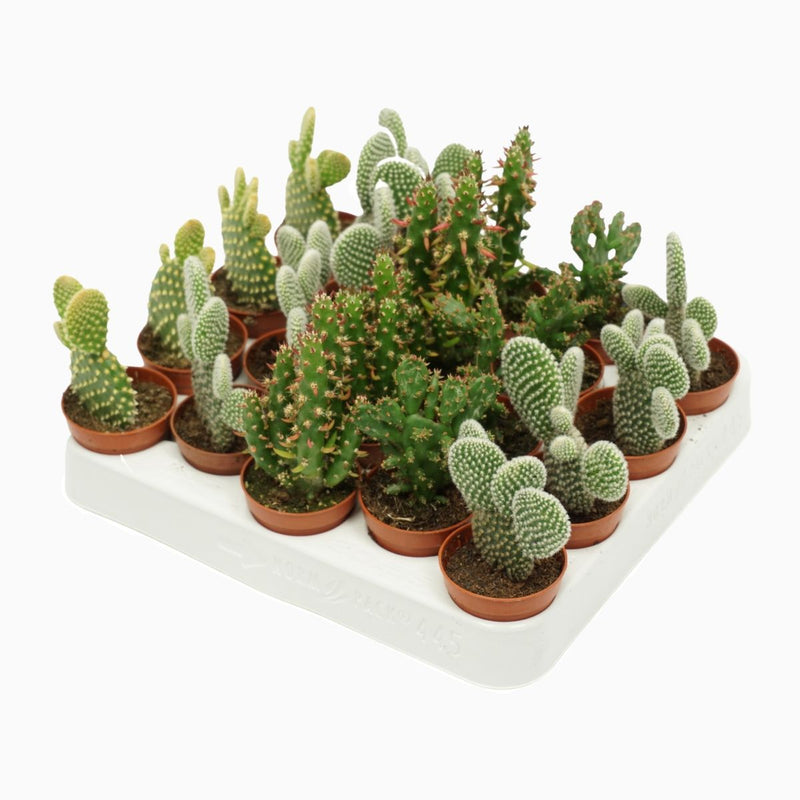 Opuntia mixed -Single pcs