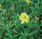 Allamanda catharitica image 2