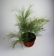 Russelia equisetformis hanging image 1