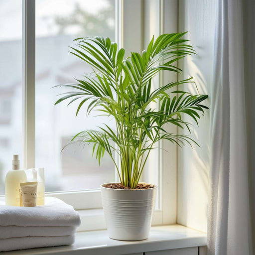 Dypsis lutescens