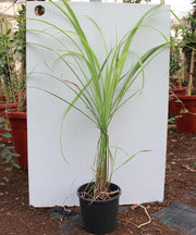 Cymbopogon cit: (Lemon Grass) image 0