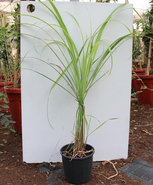 Cymbopogon cit: (Lemon Grass) image 0