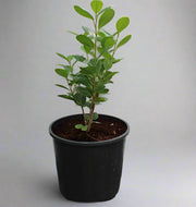 Ficus diversifolia image 0